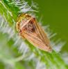 Aphrodes sp.